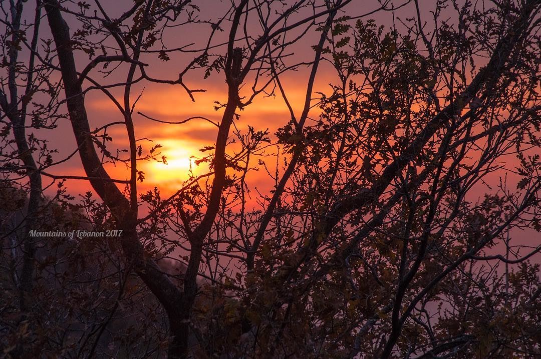 Hazy sunset from behind the fall barren oak trees of Ehmej sunset ... (ehmej ;jbeil)