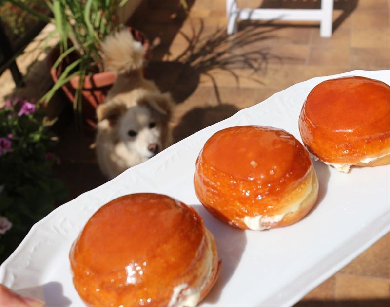 He's everywhere 🐶🍩. chocolate food eat yummy nomnom foodie foodporn... (Beirut, Lebanon)