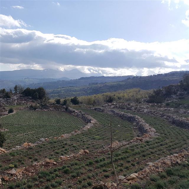  healthy  organic  nature  naturelovers  lebanon  mylebanon  ...