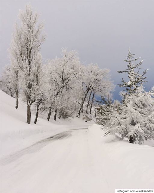 Heaven ❄... CedarsofGod  cedars  snow  mountain  hiking  trees  forest... (Cedars of God)