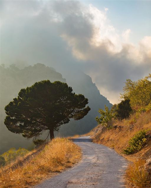  🇱🇧 Heaven is a place on earth... harissa  tannourine  lebanon  pine ... (Hârîssa, Liban-Nord, Lebanon)