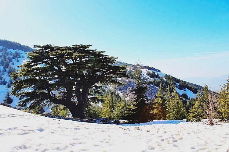 Heaven on earth  lebanon  lebanon_hdr  ig_lebanon  insta_lebanon ... (Barouk Cedar Forest)