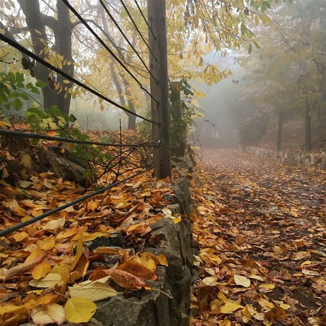 Hello Autumn 🍂 ___________________________________________ autumn ...