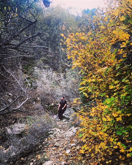 Hello  autumn   yellowleaves  hiking  hikingadventures  hikingtime ...
