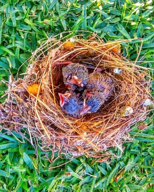 Hello babies 🐣....... nature_shooters  naturephotography ...