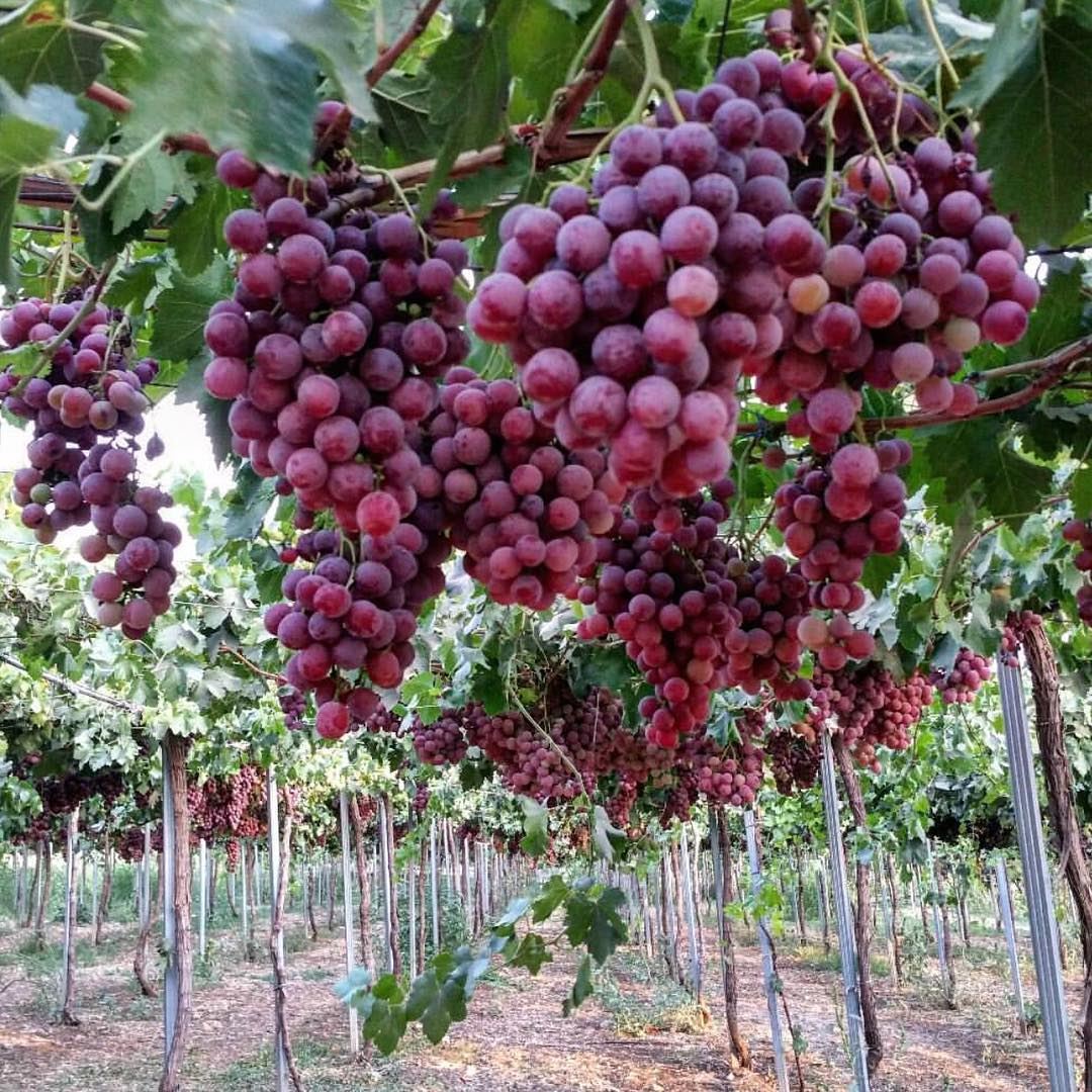 Hello beautiful 🍇 it’s the grape season! Wine 🍷 should be great this... (Fourzol, Béqaa, Lebanon)