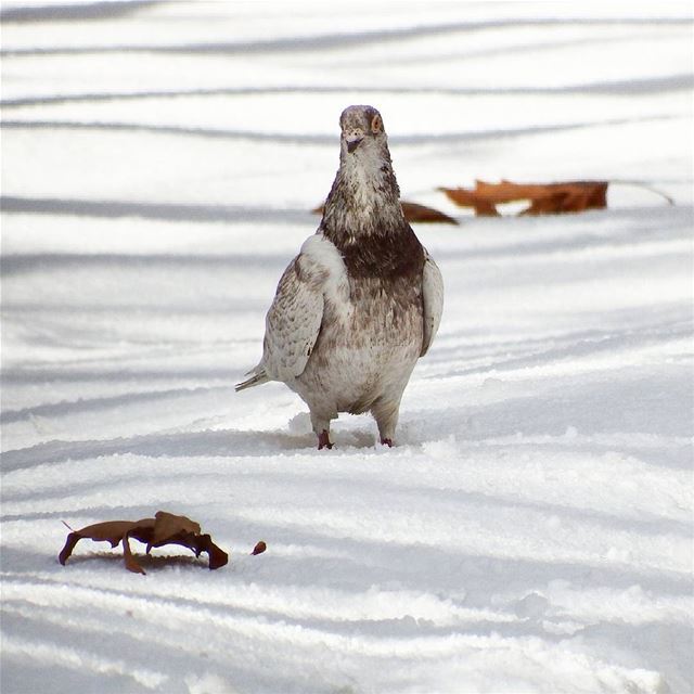 Hello birdy  tannourine  livelovelebanon  livelovebeirut ... (Tannourine)