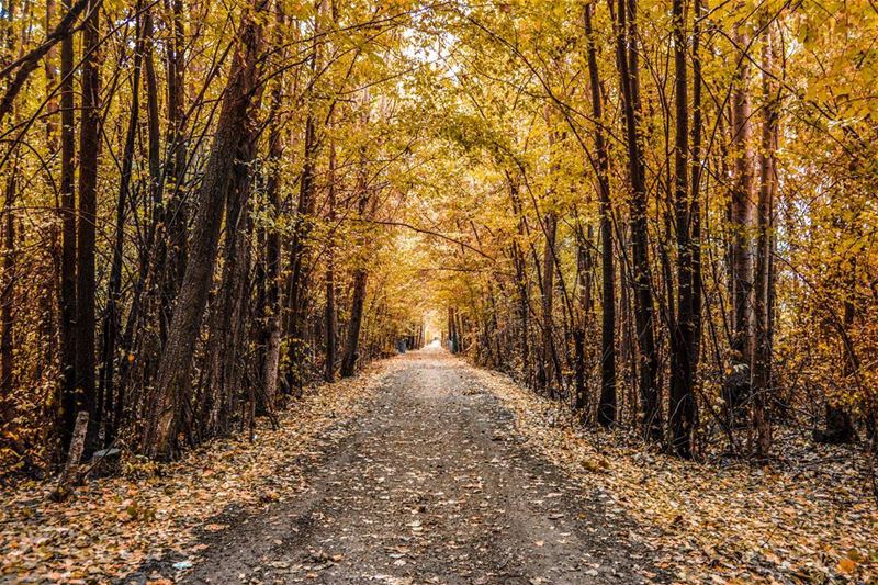 Hello dear friends from Taanayel! First days of fall !! The golden forest.... (Deïr Taanâyel, Béqaa, Lebanon)
