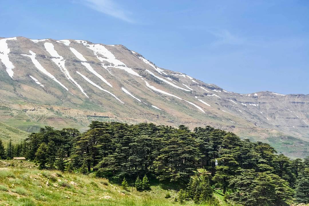 .Hello dear friends from the cedars  reserve of Arez-Bcharre ! :-) have a... (Arez Bcharre)
