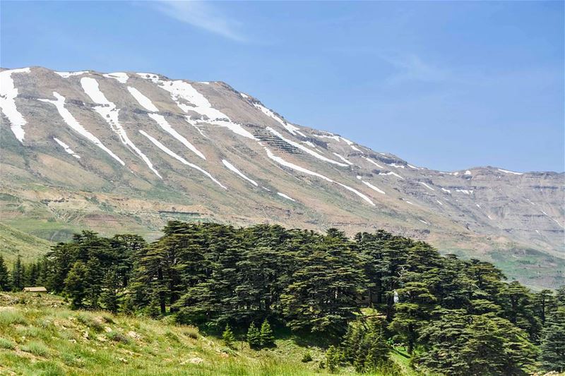 .Hello dear friends from the cedars  reserve of Arez-Bcharre ! :-) have a... (Arez Bcharre)