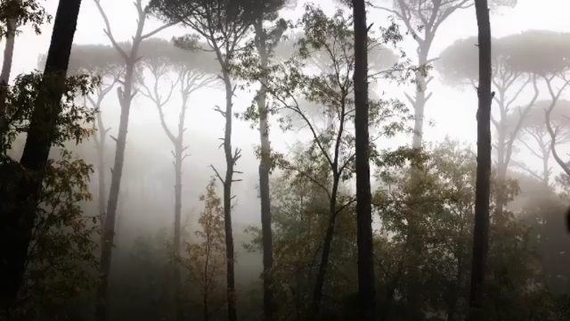 Hello December 🌳🌫🌳@joe_haddad_79 📸 LaMaisonDeLaForet ...