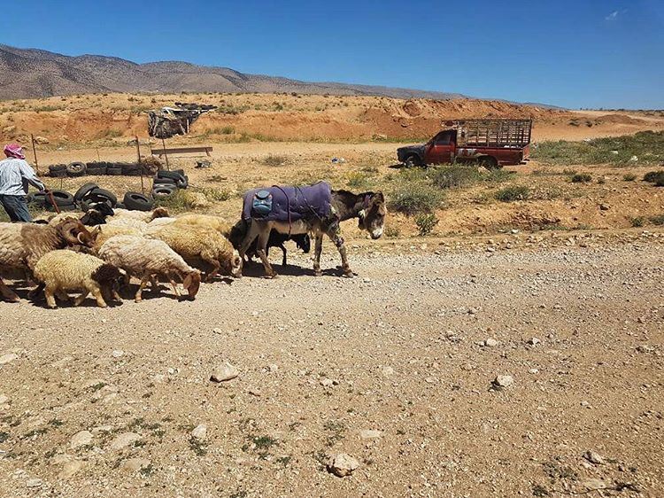 Hello from Jdeidet el Fekhaنتمنى لكم نهار سعيد من جديدة الفاكهةPhoto... (Bekaa- Fakiha)