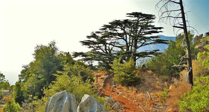 Hello from  Tannourine Cedars Reserve...... tannourinecedars ... (Cedar Reserve Tannourine)