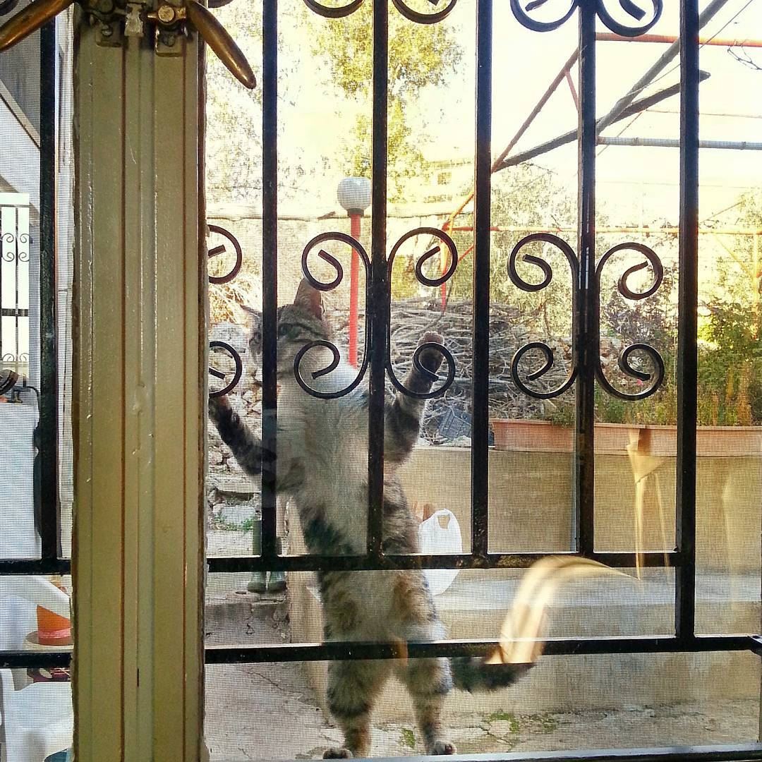 Hello🙀 Its Freezing out here 😨 can u plz let me in?!?............ (Saghbîne, Béqaa, Lebanon)