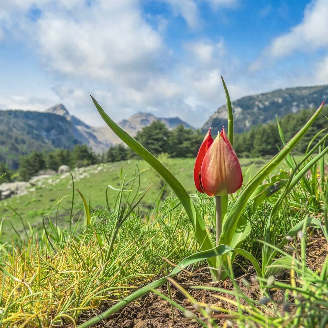 Hello little friend 🌷🏔. tulip  wild  flower  field  green  mountains ...
