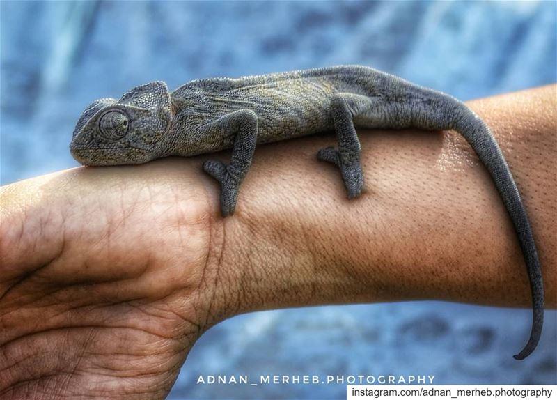 Hello 🦎🦖 macro  nature  macrophotography  photography  naturephotography... (North Governorate)