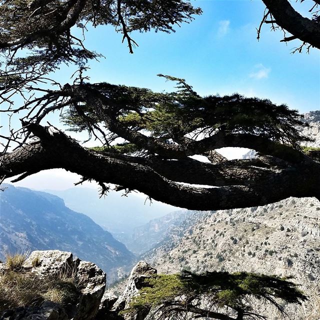 Hello March Just Be Good To Me 🙌 livelovebeirut  wearelebanon   lebanon... (Arz Tannourine)