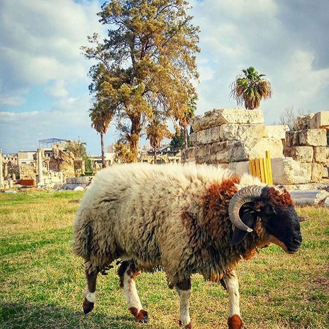 Hello Monday 🐏