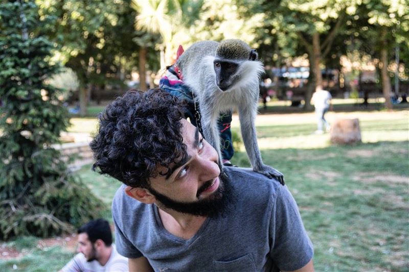 Hello Monkey!! 🐒 🐒 🐒... random  funny  wildlife  lebanon  park ...