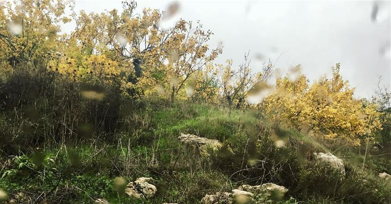 Hello november . leavesfall  yellowleaves🍂  leavesfallingdown ... (Annâya, Mont-Liban, Lebanon)