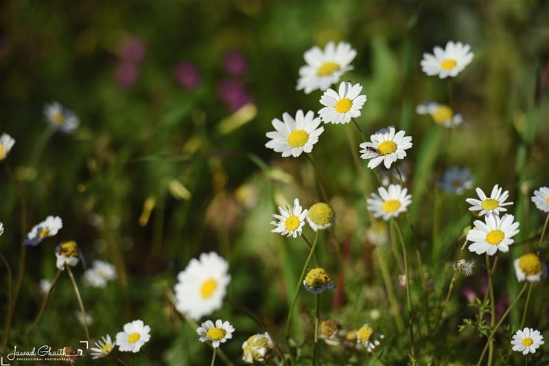 Hello spring ...... beautifullebanon  insta_lebanese   lebanoninstagram ...