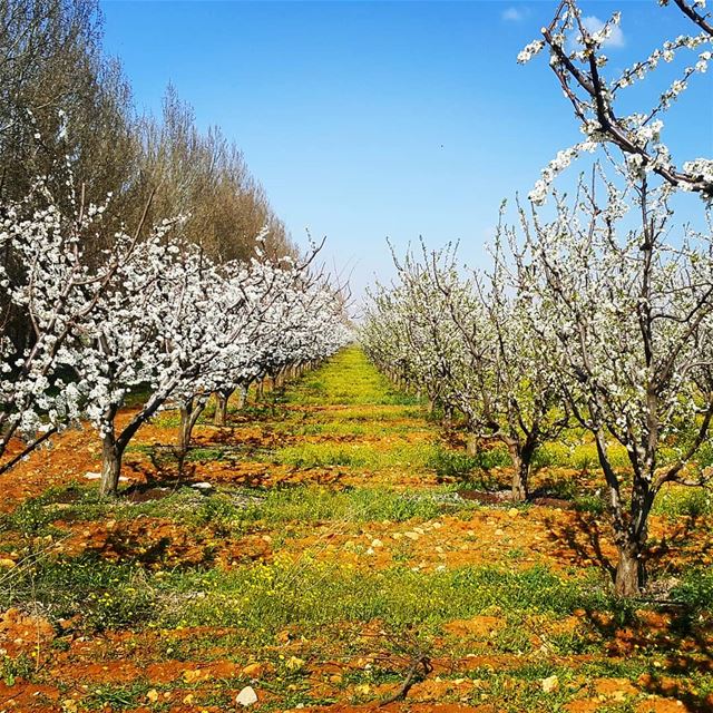 Hello spring my friend spring  winter  middleeast  bekaa  livelovebekaa ... (`Ammiq, Béqaa, Lebanon)