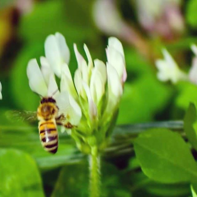 Hello  spring  nikond5300  nikon  nikonphotography  nikon_photography_  ...