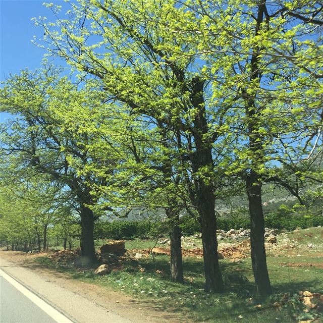  Hello  spring !   Perfect  weather this  weekend for a  daytrip ☀️☀️Head... (`Ammiq, Béqaa, Lebanon)