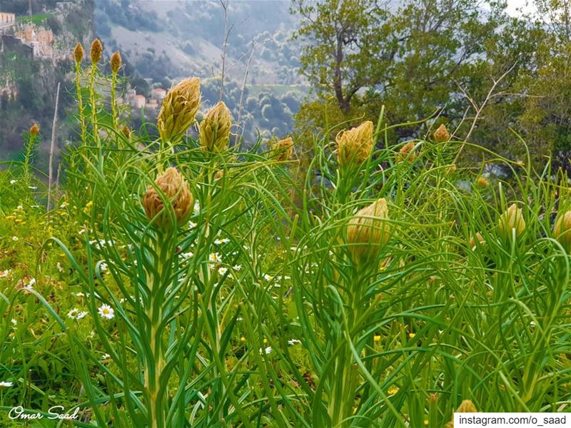 Hello Spring  spring  field  outdooradventures  green  mountains  lebanon ...