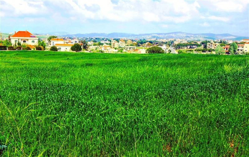 Hello 💙 spring springtime flower flowers south southlebanon tb grass... (برعشيت)