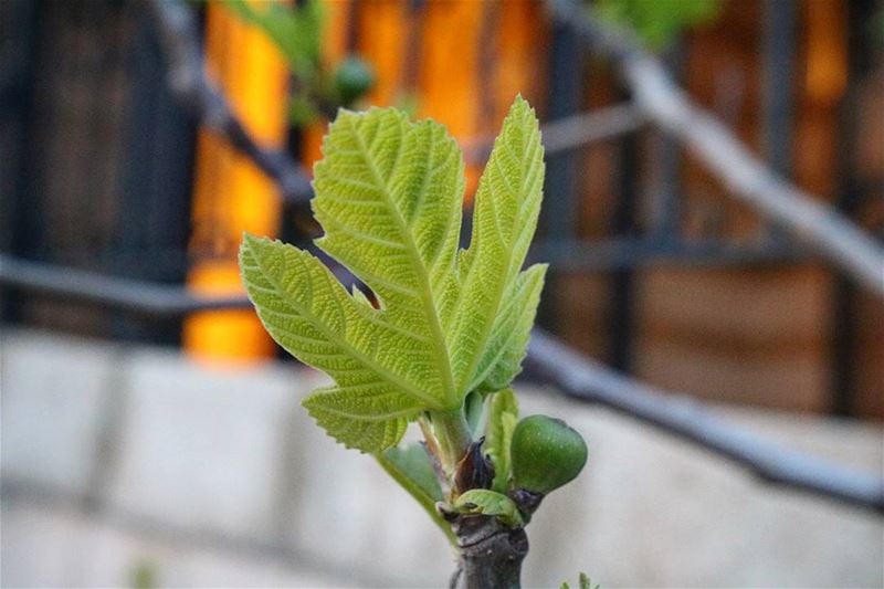  Hello  Spring  super_lebanon  lebanon  livelovebeirut  livelovelebanon ... (Dbayeh, Mont-Liban, Lebanon)