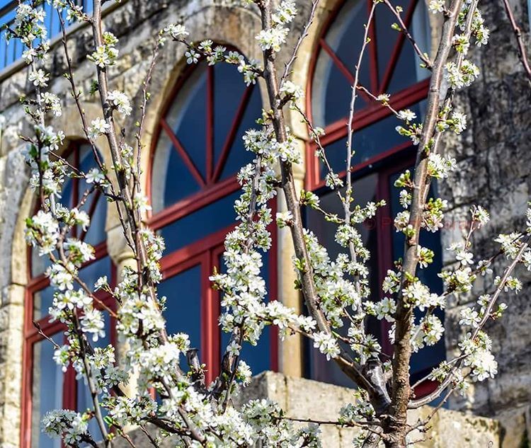  hello  spring  white  flowers old  lebanese  traditional  house  red ...