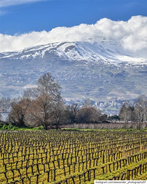 Hello spring 🏔️🌿 - Mount Knaisse from Taanayel, Lebanon. lebanon  snow ... (Deïr Taanâyel, Béqaa, Lebanon)