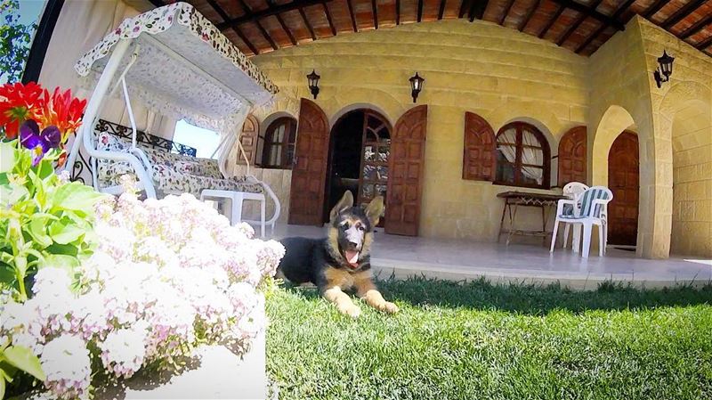 🐶Hello There, just turned 2 months Today! (Aïtou, Liban-Nord, Lebanon)