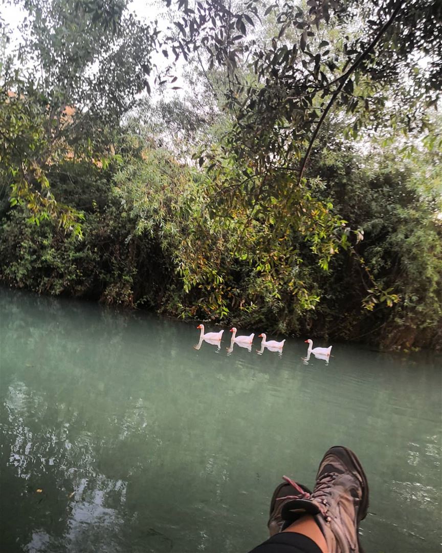 Hello white  ducks 🦆  hammocktime  river  relaxingafternoon  camping ... (Hermel)