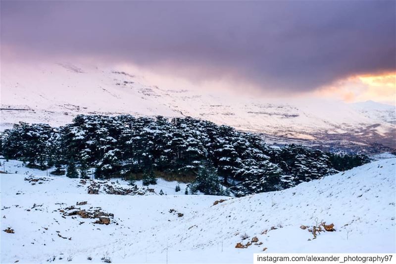 Hello winter! Just after a couple of snowy days. I managed to capture the... (Arz Bcharé)