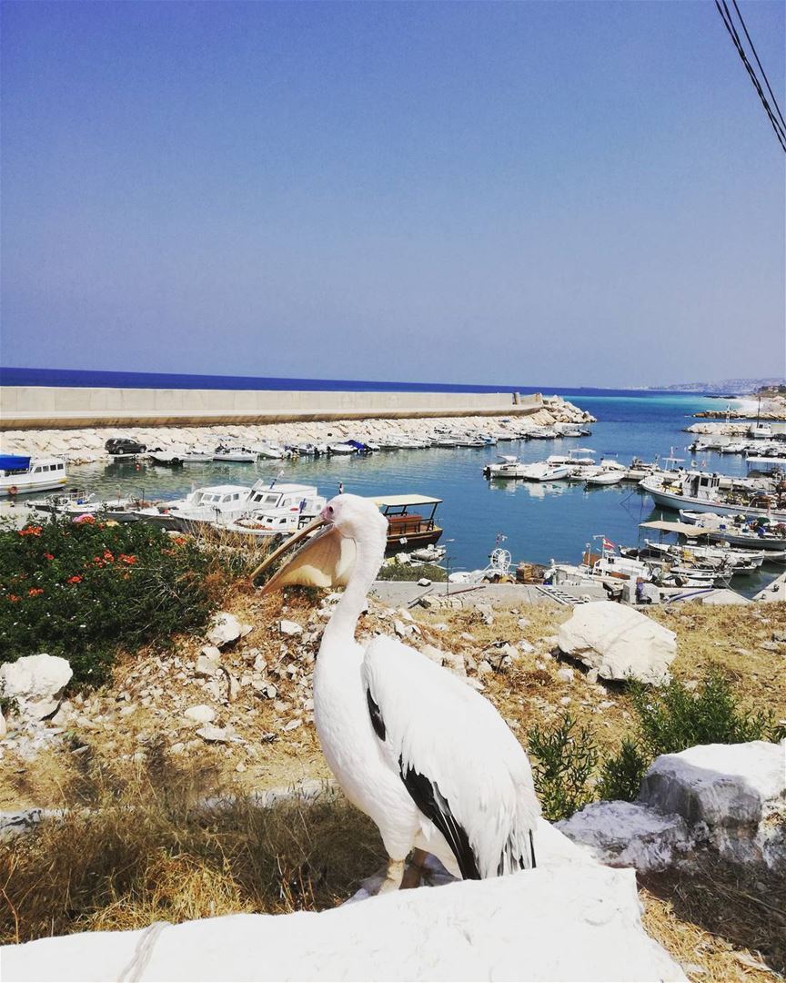 Hello you 👋⛵  pelican  port  boat  lebanon  beirut  jounieh  beach  sea ... (Byblos - Jbeil)