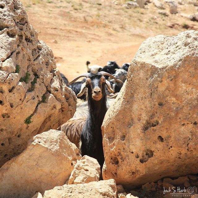 Helloooo it's me.... photo  photos  pic  pics  picture  photographer ... (Tannourine)