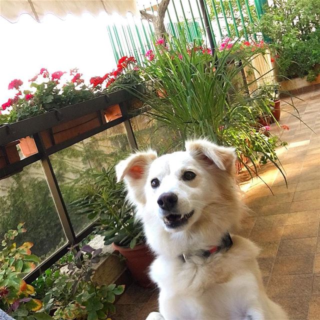 Hellooooo 🐶-- goodmorning dog puppies adopted instamood instadaily... (Beirut, Lebanon)