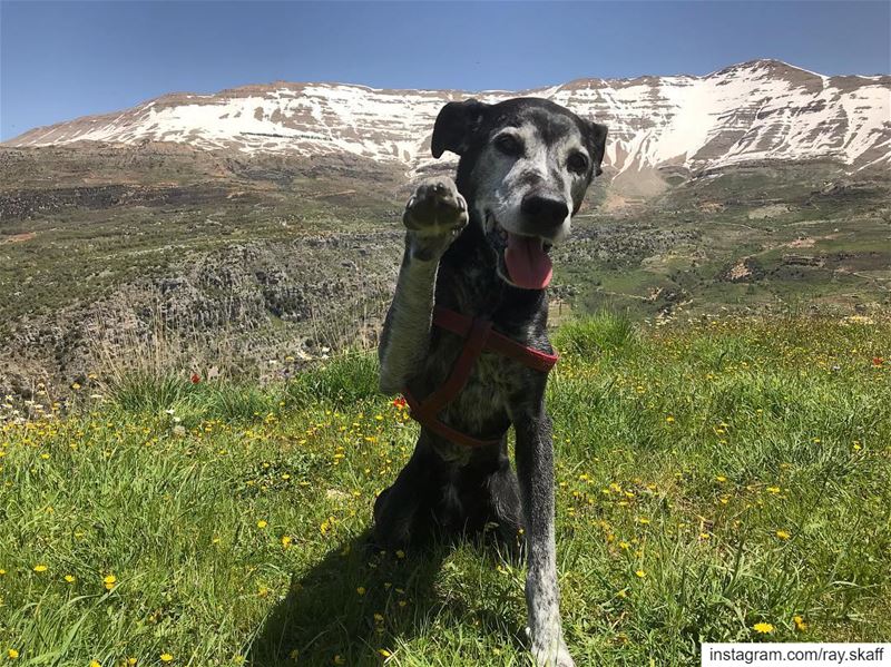 Hellooooo my boy ‼️ 16 years old and still loves to hike‼️........... (Dog Mountain Trail)