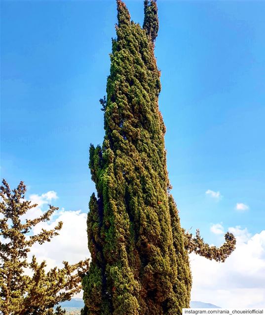  hellotree  branchemain arbre avc une main qui accueille  kawkaba ... (Kawkaba - Jnoub)