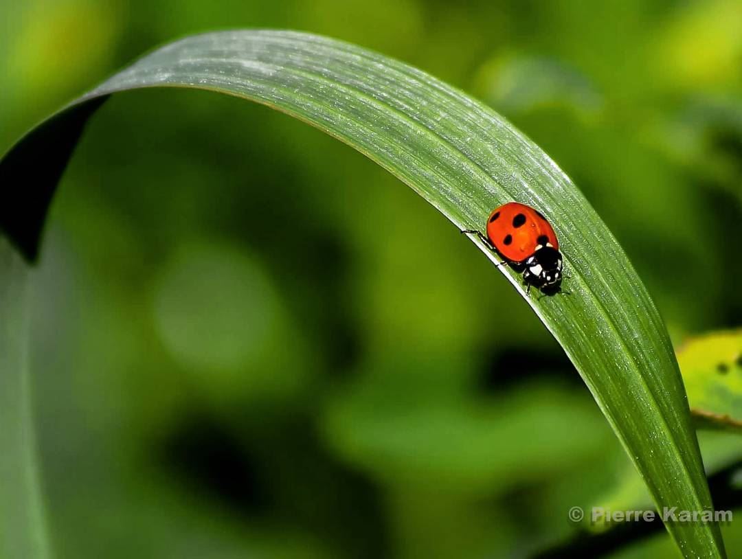  her  majesty  miss  ladybug having a  morning  walk in  nature  green ...