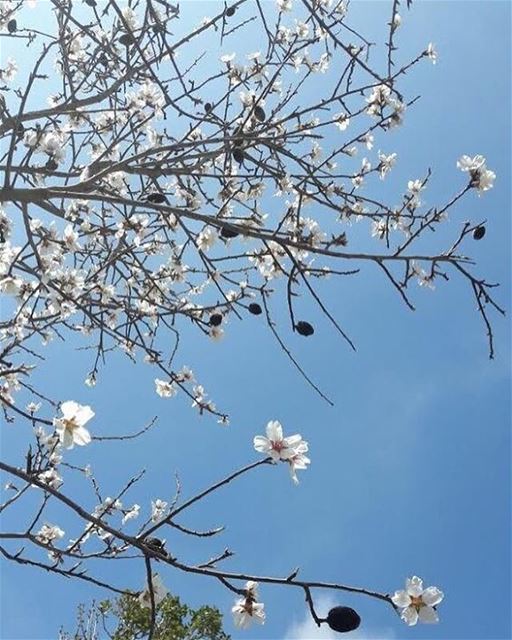 Here comes the  Spring with all its splendor. (Picture: Joe Farah- Melkart... (Jabal Moussa)