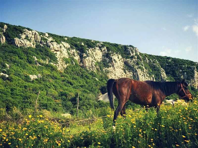 "Here I am... This is me"  Spirit the  stallion........ horse ... (Batrouun)