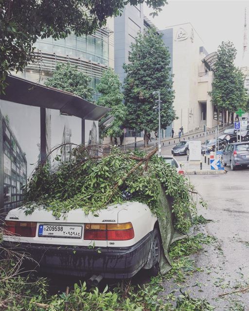 Here it's not about leafs falling off the trees, it's about branches ... (Beirut, Lebanon)