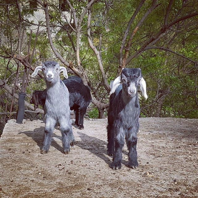 Hey man, goat any grass? (Yahchouch)