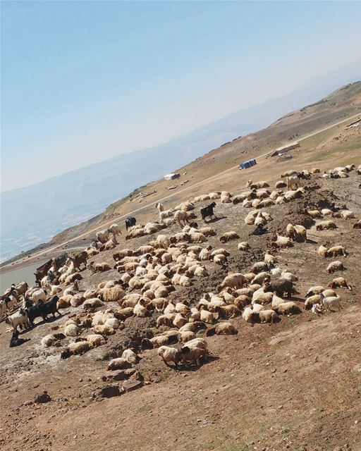 💫 Hey sheeps 🐑_______________________________ super_lebanon ... (Sannin, Mont-Liban, Lebanon)