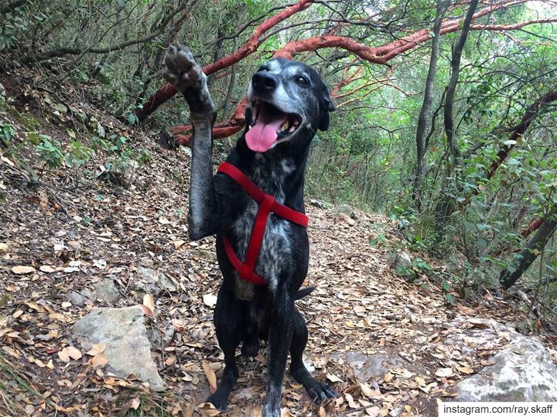 Hi everyone, my name is Zimbo and I’m 16 years old; I’m still in a good... (Woof Woof)