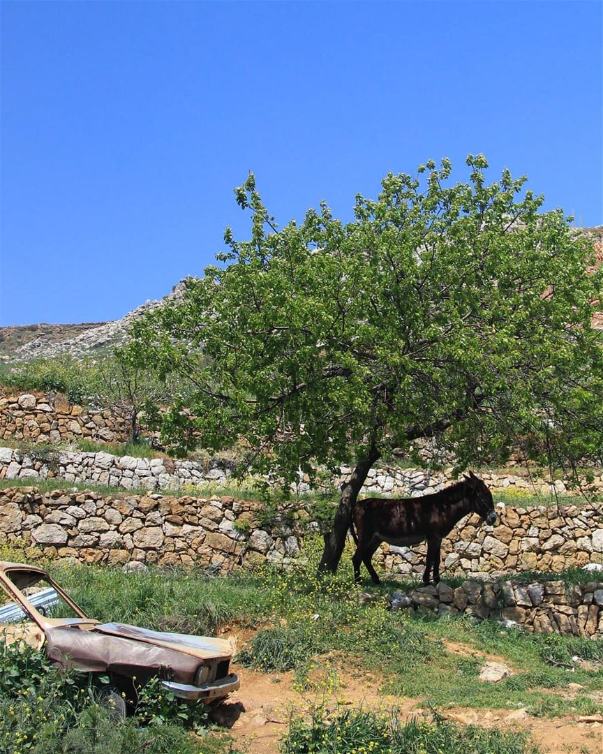 Hi  hihan .......... Lebanon  tarshish  donkey  trees  teamcanon... (Majdal Tarshish, Mont-Liban, Lebanon)
