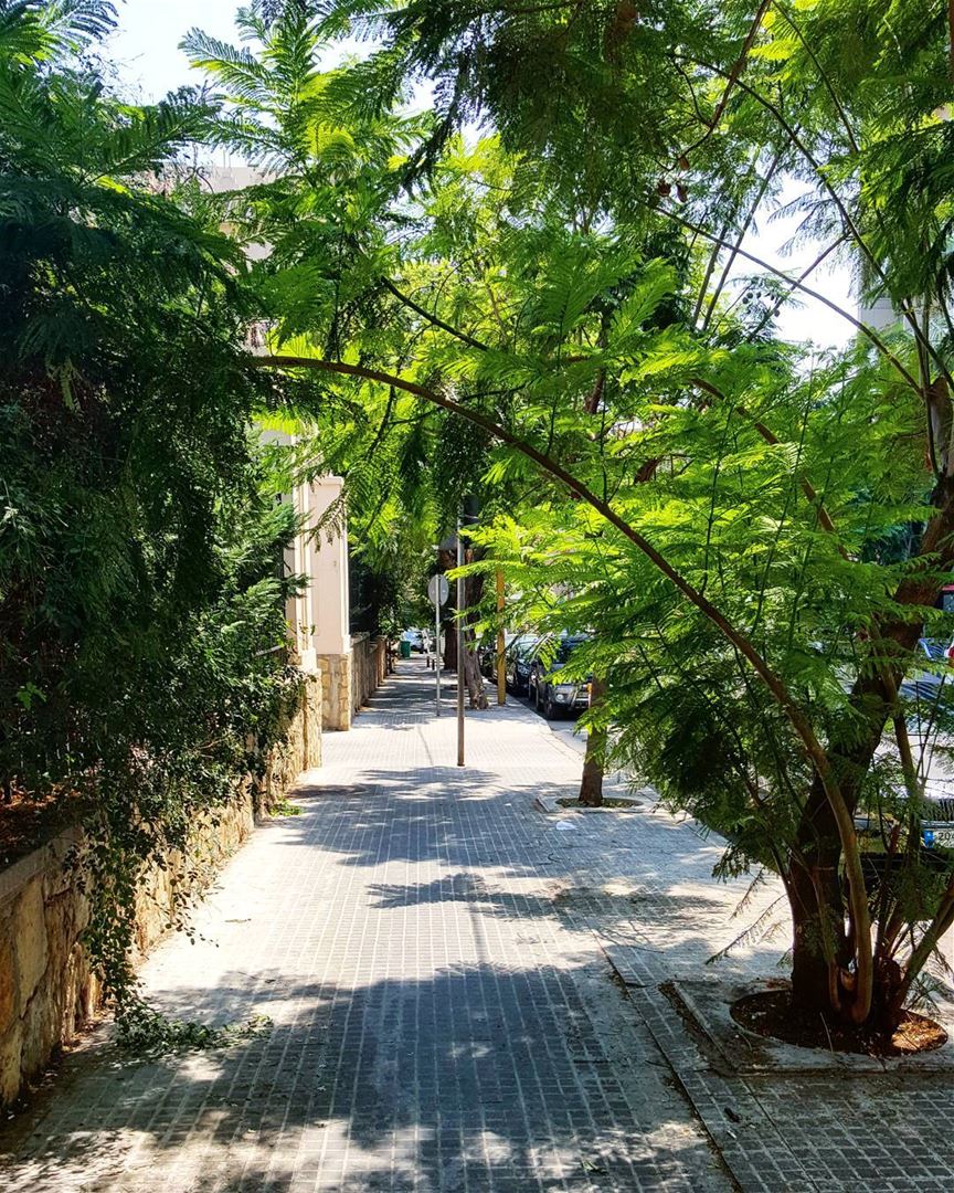 Hidden  Beirut 🌳 Lebanon  urbanjungle  trees  mycity  home ...